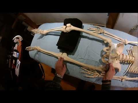 Winkelmessungen Hueftgelenk