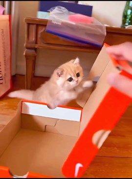 Cat Vs Meow | Cuteeee 😘 #cat #cats #catmeme #catmemes #catvideo #catvideos #catlover #catlovers | Instagram