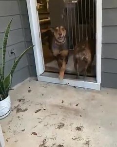 What an an incredible transformation story about Bear! Be sure to subscribe to our free magazine and become a dollar a month donor to help support Jordan's Way in our mission to find all dogs furever homes at Www.jordanswaytour.com | Jordan's Way