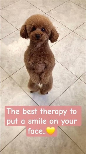 Dogs are natural healers. Their cuddles comfort sadness, their joy eases anxiety bringing calm & Joy