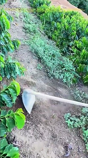 Weeding the Field: How Traditional Farming Keeps Crops Thriving