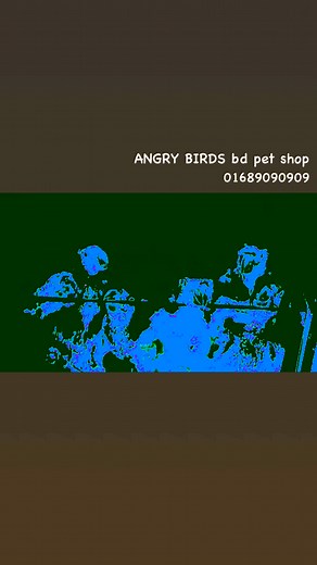 2.8K views · 11 reactions | Sun conure Babies #pet #birds #animals #conure | ANGRY BIRDS bd pet store | Facebook