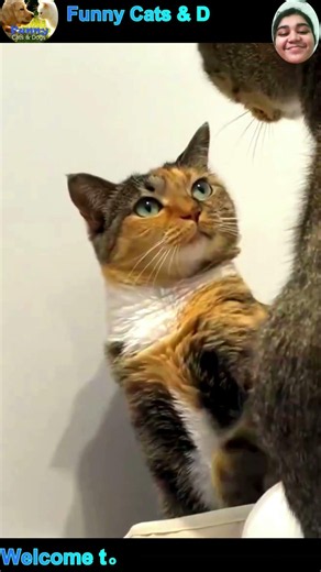 Funny Cat and Dog Video #cat #dog #shorts #pets #funnycats #funnydogs #cute #cutecat
