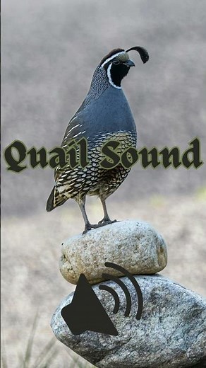 Real Quail Sound | Calming Nature Audio 🐦