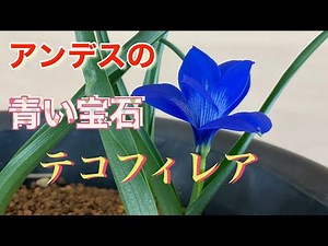 アンデスの青い宝石 テコフィレア