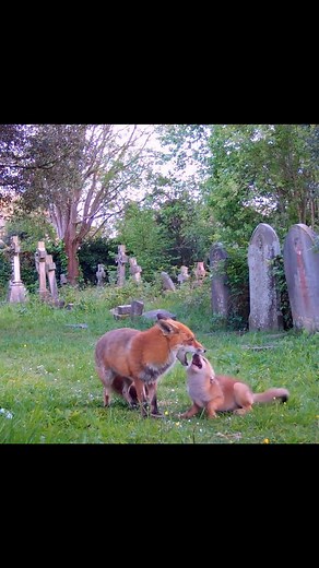 Fox Guardians on Instagram: "The cubs are always hungry and begging the adults for food, like this cub pecking dad's snout to request a snack. 🦊 The little ones are too small to jump over the high cemetery walls yet, so still rely on other family members to keep them fed. Luckily, the Foxeroo delivery service runs like a well-oiled machine .🤣 The parents and older siblings give the cubs 90% of the food they forrage and take great care to distribute the sustenance as evenly as possible amongst