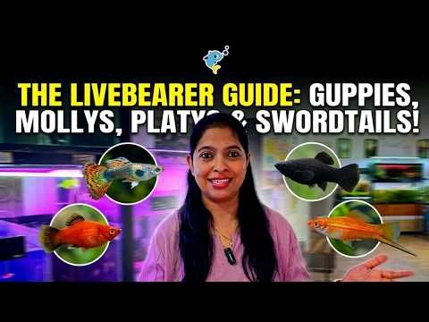 Complete Guide to Livebearer Fish! Guppys, Mollys, Swordtails & Platys Care, Breeding & Tips