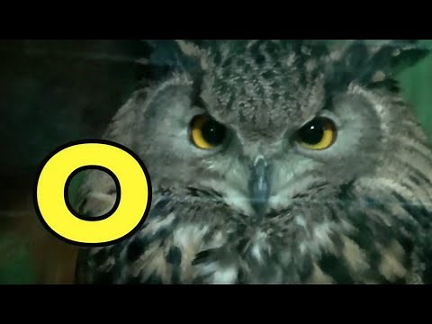 ALPHABET ANIMALS - PHONICS - ALPHABET SONG (Part 51)