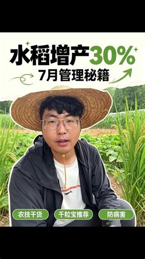 水稻种植 水稻增产30% 7月管理秘籍#三农 #水稻 #水稻种植 #管理
