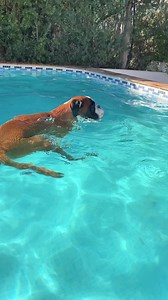 3 bad jokes to brighten your day (just a little bit). #boxer #dog #boxerdog #funny #funnydog #jokesdaily | Bobby from the bin