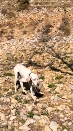 grey partridge retrieving by pointer dog || hunting