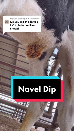 Essential Newborn Calf Care: Navel Dipping Explained