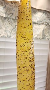 Raid fly strips work REALLY well for fruit flies. It was up for 48 hours when I shot this.