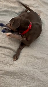 2.7K reactions · 768 shares | Ella is a five year old, 37 pound lab...