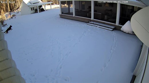 Snow Day Dog Adventures and Bloopers