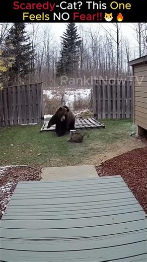 Scaredy Cat? This One Feels NO Fear!!😼🔥 #cats #cat