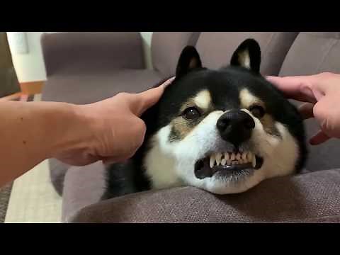 Shiba Inu's ears are so cute