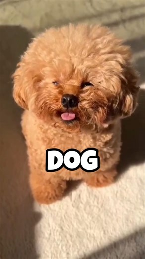 Animals that cry like humans #shortsfeed #shorts #animals