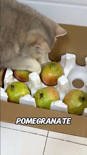 This cat can find hidden gold #funny