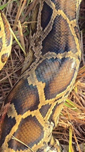 BEAUTIFUL FLORIDA PYTHON