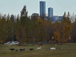 Letters, Jan. 5: Pooh-poohing Edmonton's dog owners