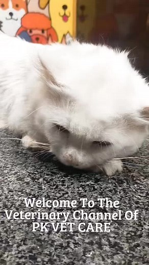 Welcome to our veterinary Channel PK VET CARE.In this informative video, we demonstrate the process of neutering a male cat, a procedure that offers numerous benefits for both the cat and its owner. Neutering, also known as castration, involves the removal of the testicles, which helps prevent unwanted behaviors and health issues in male cats. By neutering your cat, you can significantly reduce the risk of roaming, aggression, and territorial marking, promoting a more peaceful and harmonious env