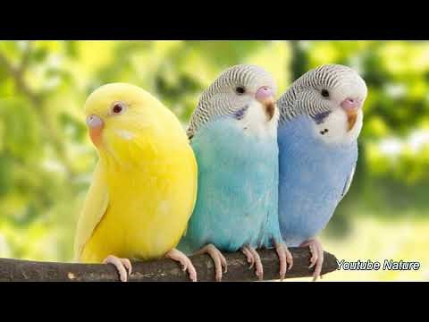 Pájaros cantando / Videos educativos.