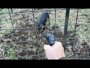 These Hogs Completely Destroyed This Neighborhood