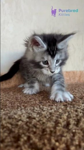 Adopt Kasper: The Adorable Black Silver Ticked Tabby Maine Coon Kitten 🖤 #MaineCoon