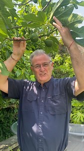 Which Fig to plant in the UK #figs #plants #mediterraneangarden #gardening | Dave The Plantman