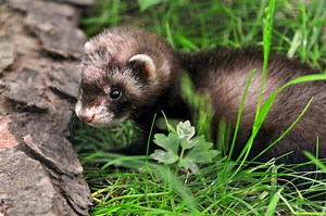 Weird Science: Female Ferrets