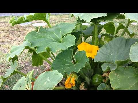 Kabocha (Japanese Pumpkin)