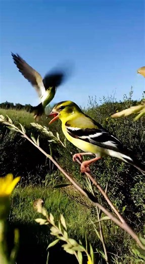 Bird POV ⚠️ Goldfinch Spots a Predator! #BirdPOV