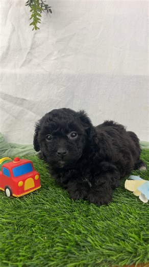 Havapoo puppy for sale