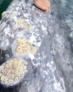 Discover the magic of the deep blue sea and its giant residents. #DiscoverWhalesAndWonders #DiscoverWhalesAndWonders #WhaleWatching #OceanWonders #MarineLife #WhaleAdventures #UnderwaterWonders #WhaleDiscovery #SeaLifeExploration #WhaleMagic #OceanExplorers #WhaleLovers #MarineExploration #OceanicWonders #WhaleTales #DiscoverTheDeep #SeaCreatures #WhaleEncounters #OceanDiscoveries #MarineBiodiversity #WhaleJourney #ExploreTheOceans #WhaleResearch #MarineWonders #WhaleSighting #OceanExpedition #W