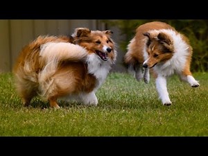 TOP FUNNIEST SHETLAND SHEEPDOG VIDEOS - YouTube
