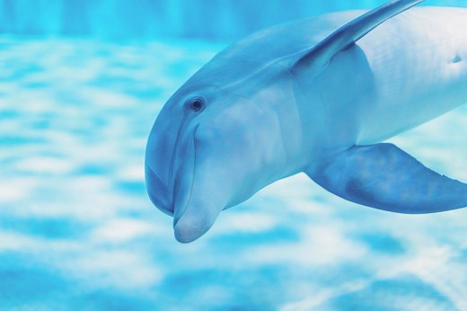 Stone Dolphin Complex Webcam - Pool 2 South - Clearwater Marine Aquarium