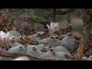 Peyote, cactus "de los dioses"
