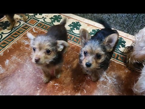 😍😍 3 CACHORROS CRUCE ENTRE Yorkshire terrier y mi chihuahua😍😍