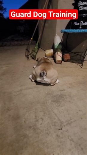 Executive Protection Dog Training w/ #LuLu the #bulldog