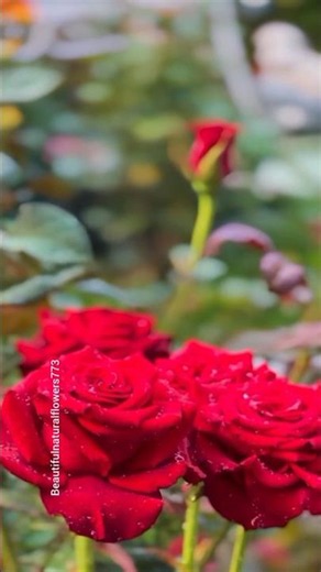 Explore a Stunning Rose Paradise | 4K Flower Garden Walk"🌹