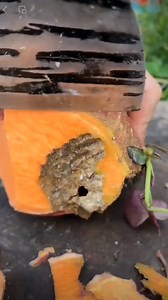 1.3M views · 1.8K reactions |  Dive into quick farming hacks with our bite-sized tips #farming #farm #plants #grafting | Kito.Uno | Facebook
