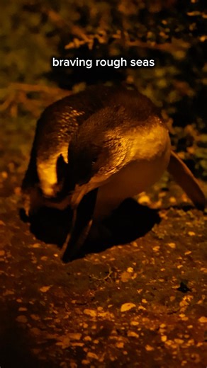 As a Singaporean, it's flippin' cold in Tasmania! We witnessed some pretty amazing sights in Tasmania and hre along the rocky shores of Tasmania - the return of HUNDREDS of Fairy Penguins, one of the world’s smallest penguins. Barely 30 centimetres tall, they waddle ashore after long long hours of fishing at sea, their blue-grey feathers glistening under the fading light or some street lights. Each little bird kinda knows its burrow by heart, shuffling up sandy paths or even through grassy patch