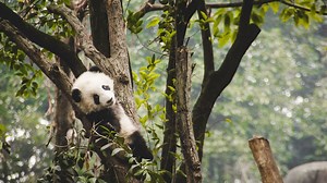 Chengdu, la ciudad de los pandas