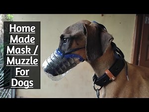 Home Made Muzzle / Mask For Dog | Solution On Dog Eating Soil |How To Make Mask For Dog