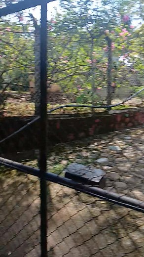 #christmasgift #nightsky #bodybuilding #story Le tengo miedo alos perros 🐕 | Lorenita Santamaria