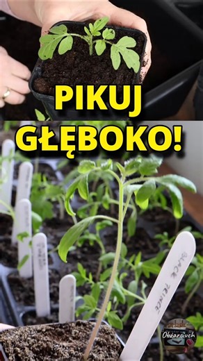 Is your seedling stretching? Simple solution!