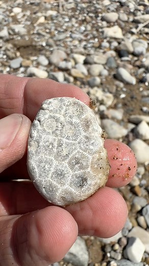 907K views · 16K reactions | From beach to beauty! Check out the transformation of this stunning Petoskey stone, from its humble beginnings as a fossilized coral to a polished piece of art. | Michigan Rocks | Facebook