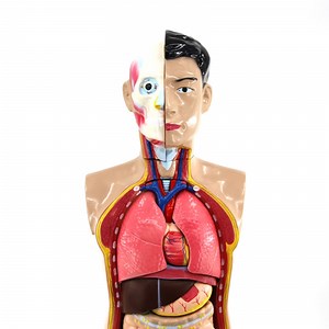 [Hot Item] 85 Cm Human Torso 15parts Anatomical Model Teaching Manikin