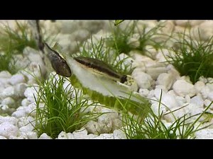 Otocinclus catfish feasting zucchini!